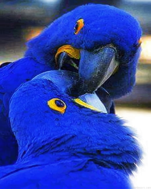 Blue Birds Parrots Painting By Numberss.png