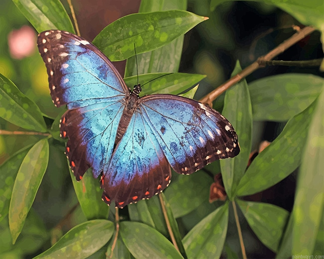 Blue Butterfly New Painting By Numberss.png