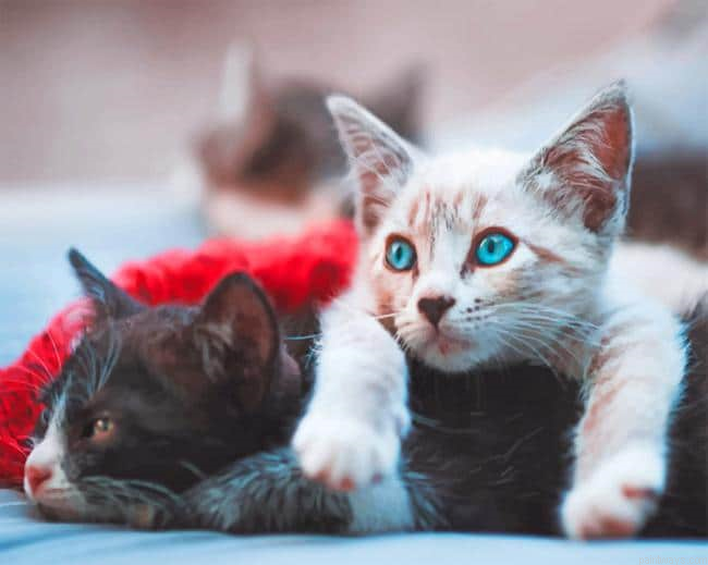Blue Eyed Kittens New Painting By Numberss.png