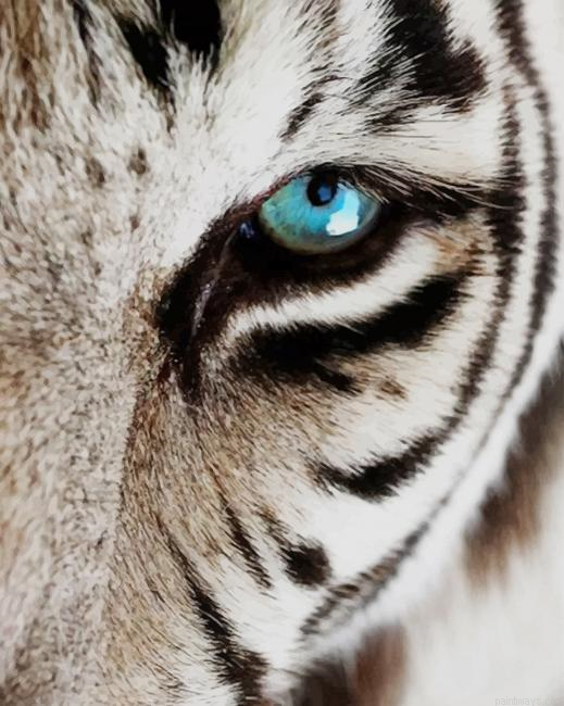 Blue Eyes Of The White Tiger New Painting By Numberss.png