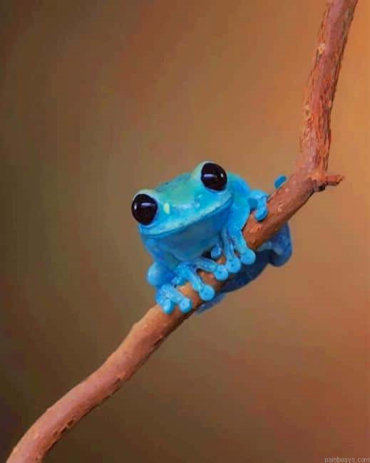 Blue Frog New Painting By Numberss.png
