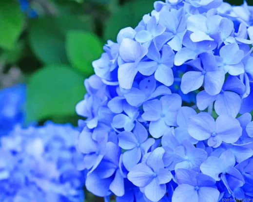 Blue Hydrangea Flower New Painting By Numberss.png