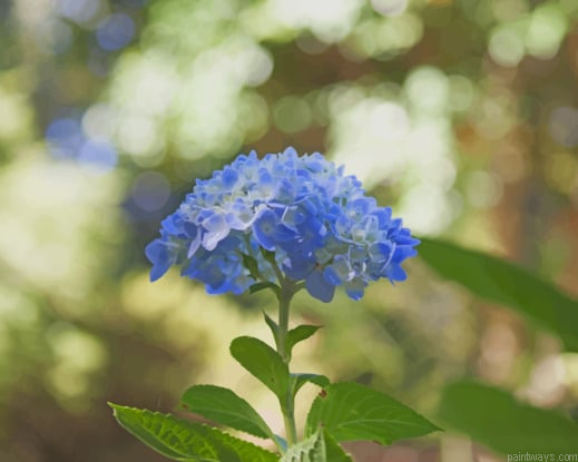 Blue Hydrangea Flower Painting By Numbers.png