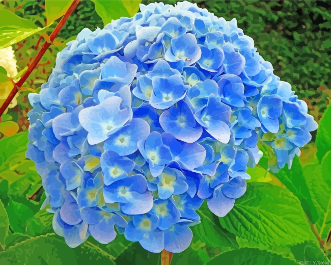 Blue Hydrangeas Flowers Painting By Numberss.png