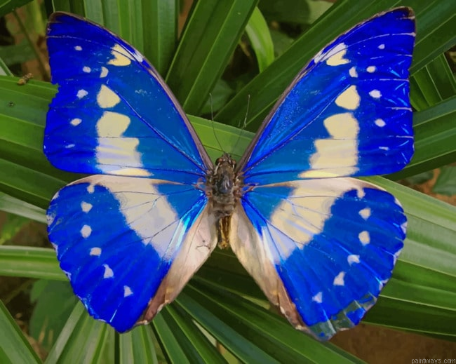 Blue Morpho Cypris Insects Painting By Numberss.png