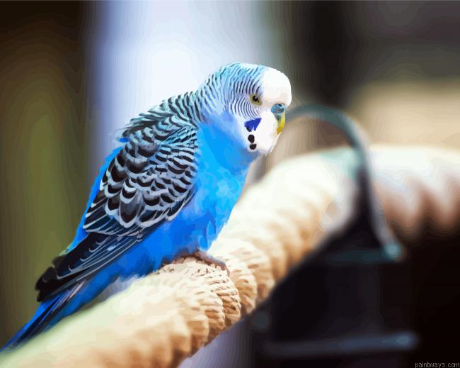 Blue Parakeet Bird Painting By Numberss.png