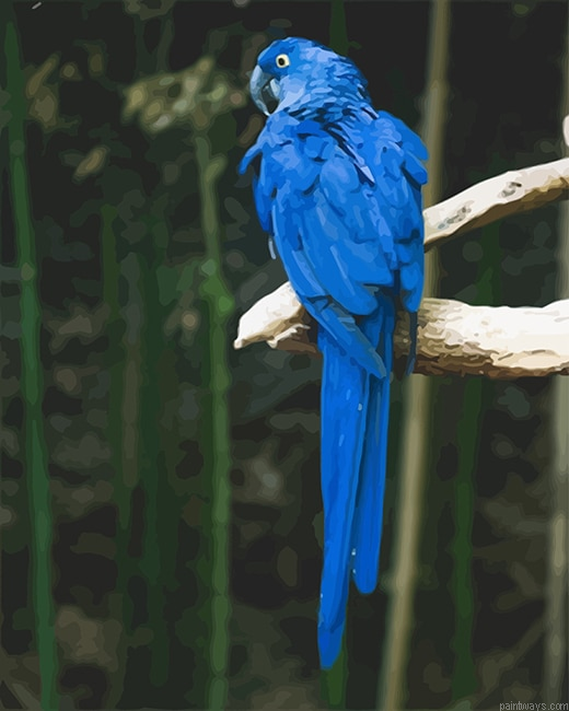 Blue Parrot New Painting By Numberss.png
