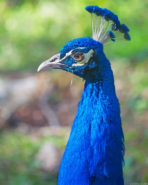 Blue Peafowl New Painting By Numberss.png