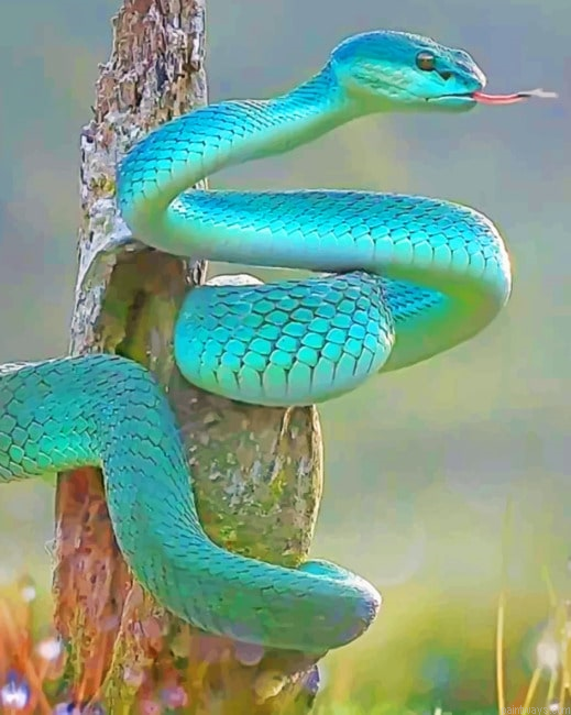 Blue Serpent Snakes Painting By Numberss.png