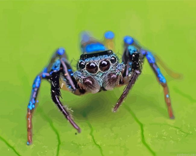 Blue Spider Insect Painting By Numberss.png