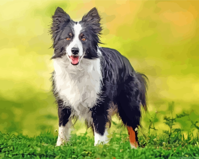 Border Collie Dog Painting By Numberss.png