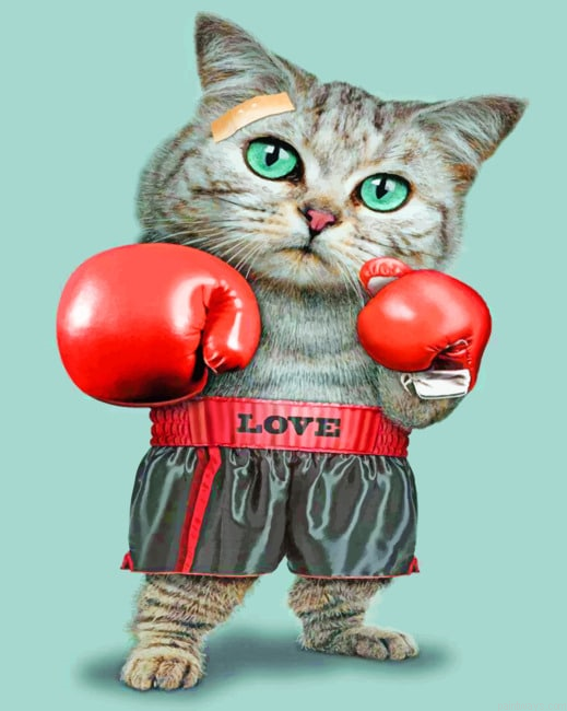 Boxing Cat Animals Painting By Numberss.png