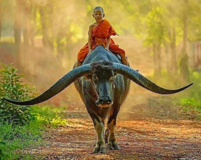 Boy Monk Riding Buffalo Painting By Numbers.png