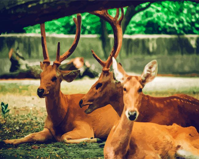 Brown Bucks Animals Painting By Numberss.png