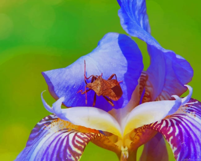 Brown Bug On A Flower Roses Painting By Numberss.png
