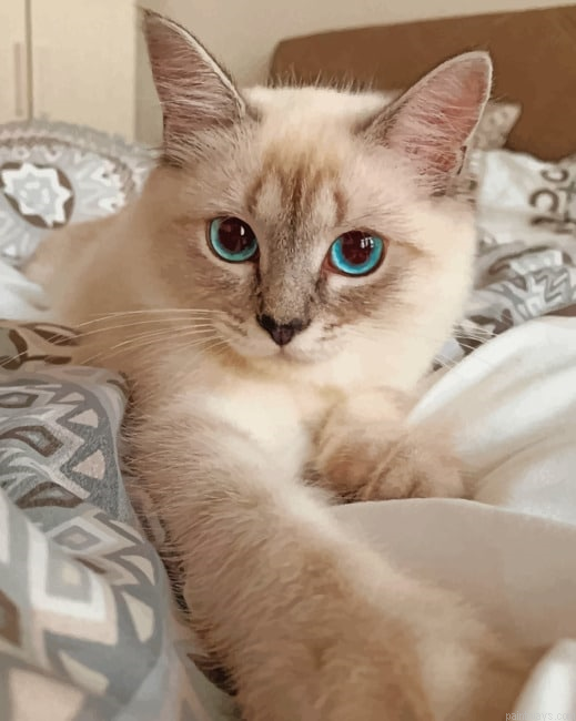 Brown Cat Lying On Bed Animals Painting By Numberss.png