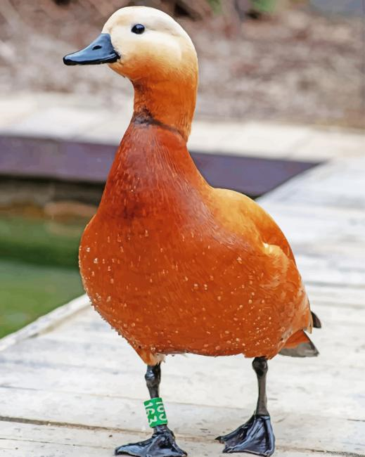 Brown Duck New Painting By Numberss.png