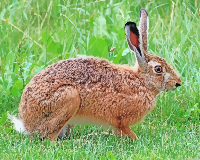 Brown Hare Animal Painting By Numberss.png
