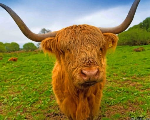 Brown Highland Cow Painting By Numbers.png
