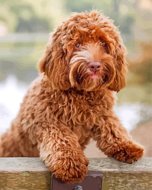 Brown Labradoodle Painting By Numberss.png