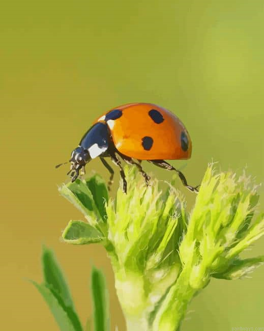 Brown Ladybug New Painting By Numberss.png