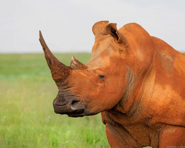 Brown Rhinoceros Painting By Numberss.png