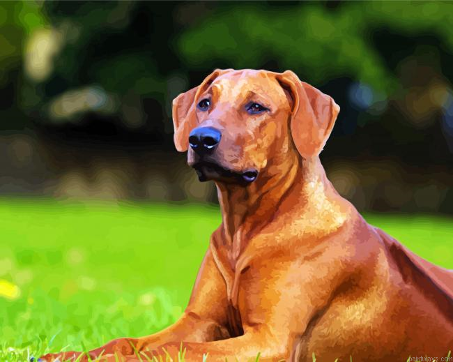 Brown Rhodesian Ridgeback Painting By Numberss.png