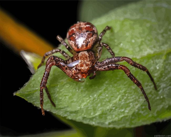 Brown Spider Insect Painting By Numberss.png