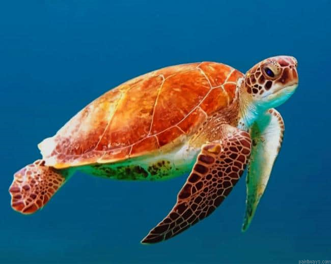 Brown Turtle Swimming New Painting By Numberss.png