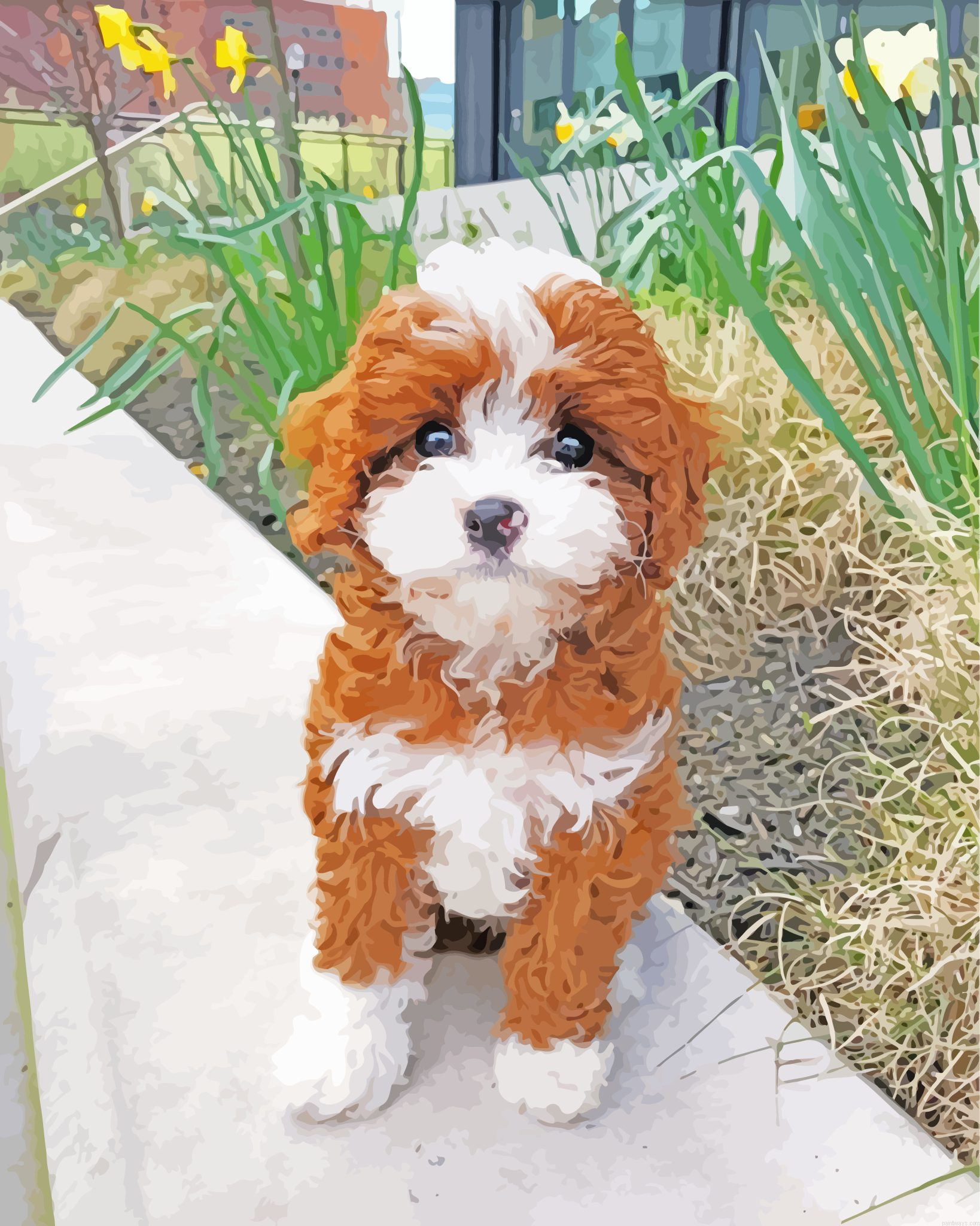 Brown White Cavapoo Painting By Numberss.png