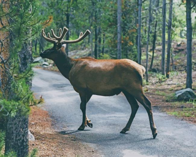 Bull Elk New Painting By Numberss.png