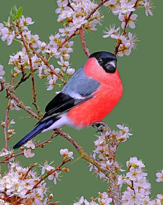 Bullfinch Bird Painting By Numbers.png