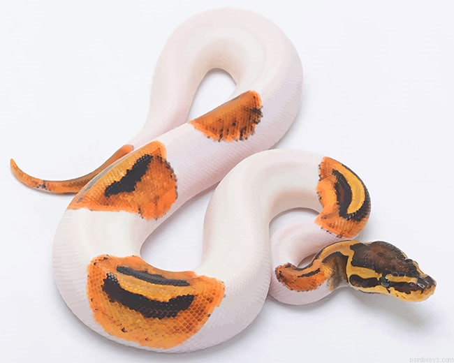 Burmese Python New Painting By Numberss.png