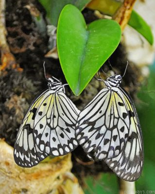 Butterflies Heart Painting By Numbers.png