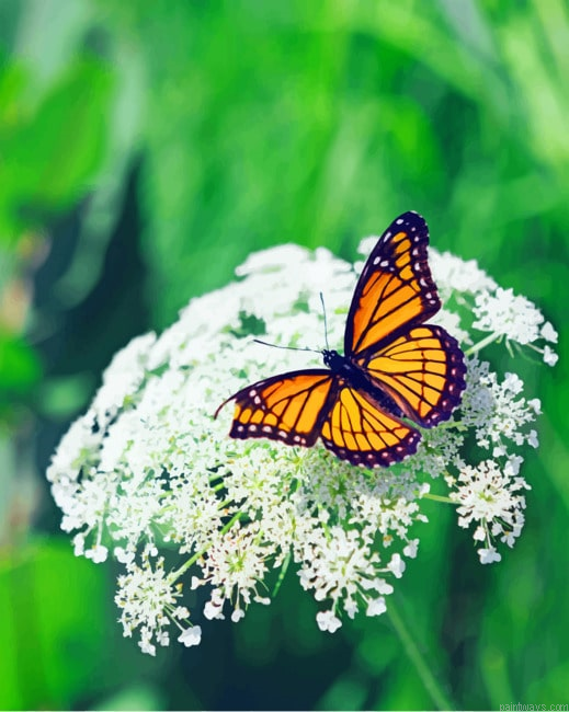 Butterfly On Flower Insects Painting By Numberss.png