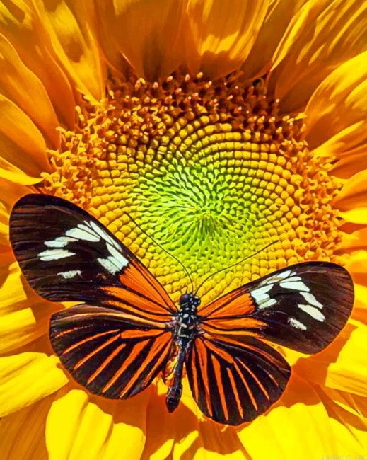 Butterfly On Flower Painting By Numberss.png