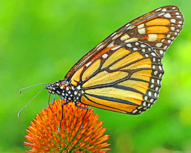 Butterfly On Flower Pollen Insects Painting By Numberss.png