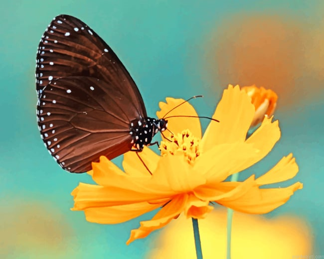 Butterfly On Orange Flower Insects Painting By Numberss.png