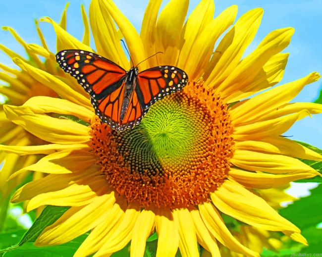 Butterfly Sunflower Painting By Numberss.png