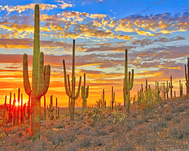 Cactus Arizona Desert New Painting By Numberss.png