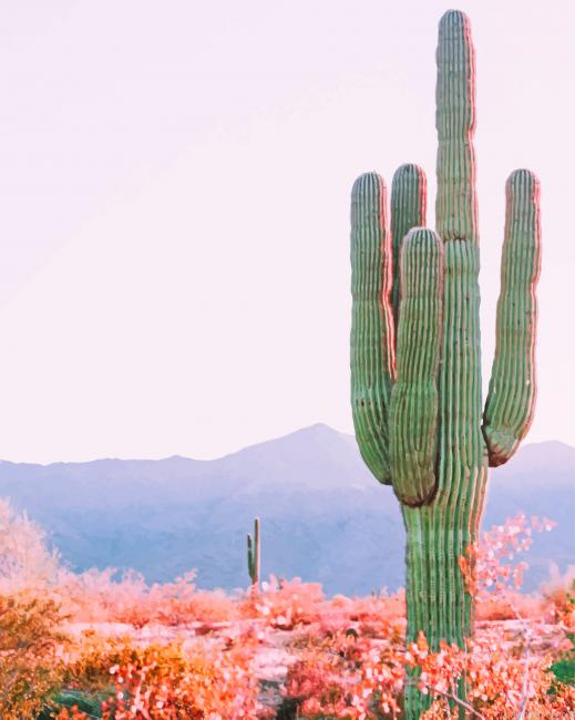 Cactus In The Desert New Painting By Numberss.png