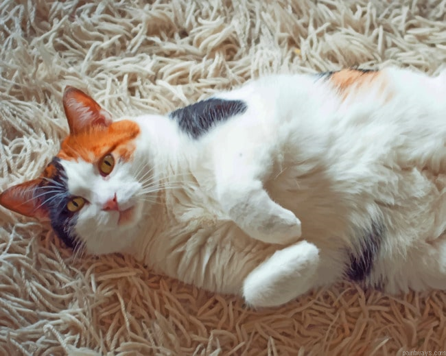 Calico Cat Animals Painting By Numberss.png