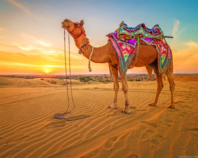 Camel At Sunset Animals Painting By Numberss.png