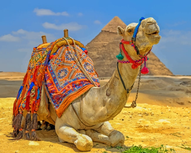 Camel Laying Near The Pyramids Animals Painting By Numberss.png