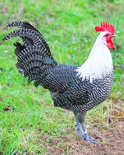 Campine Chicken New Painting By Numberss.png