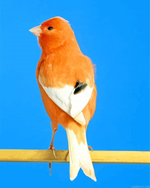 Canary Bird Painting By Numbers.png