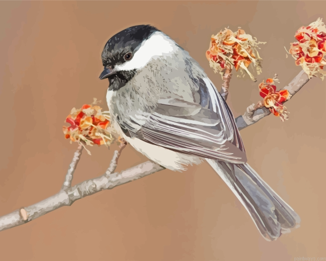 Cap Chickadee Bird Painting By Numberss.png