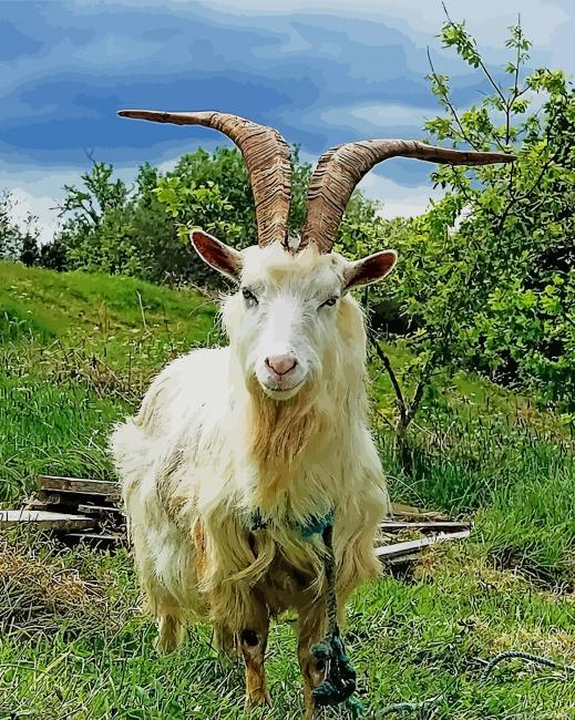 Capri Goat New Painting By Numberss.png
