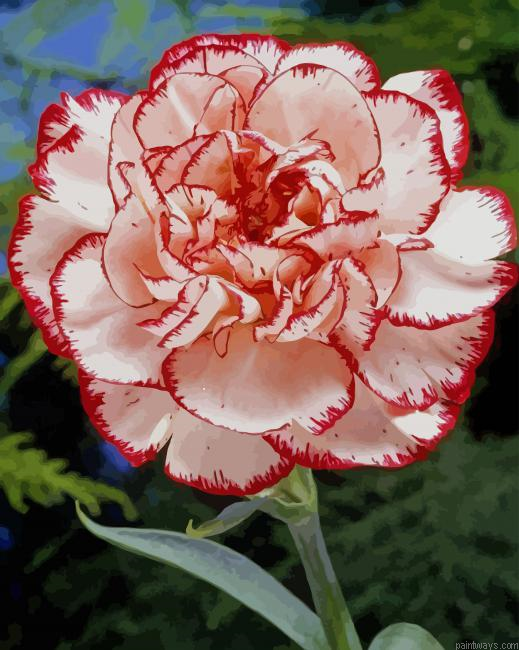 Carnation Flower New Painting By Numberss.png