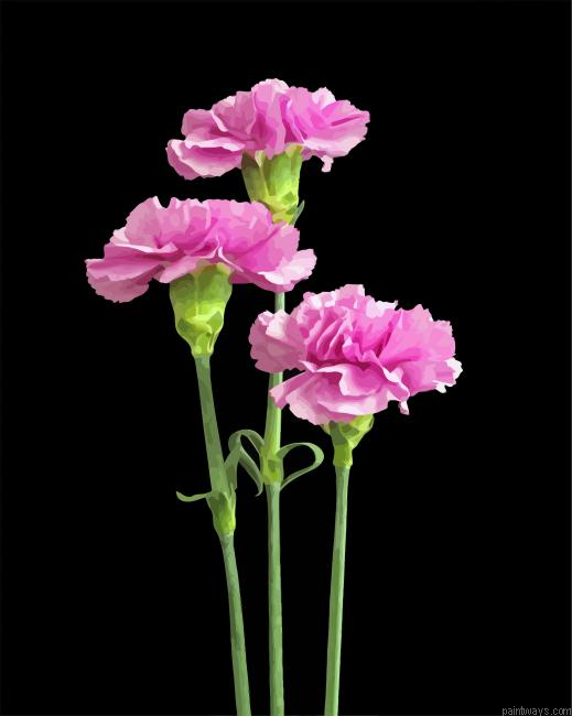 Carnations Flowers Painting By Numberss.png